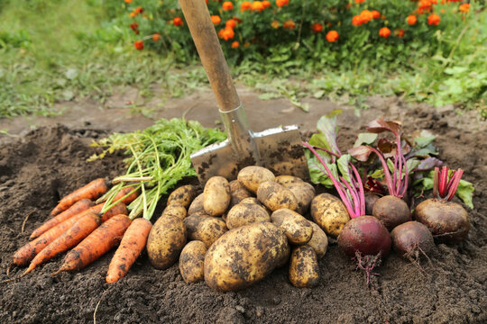 Autumn harvest of organic root vegetables in garden close up. Freshly harvested carrot, beetroot and potato. Bio and eco farming cultivation