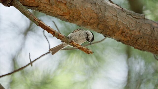 Marsh Tit Bird Foraging and Searching for Food on Pine Branch