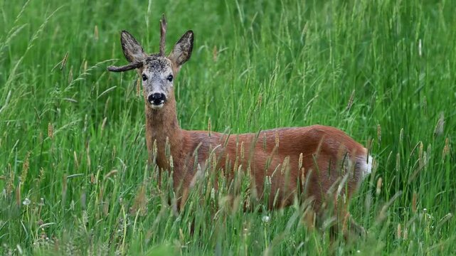 Roe deer male ( Capreolus capreolus )	