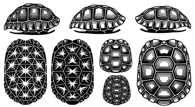 Set of intricate turtle shell patterns and shapes featuring diverse geometric textures and natural designs for biological study and artistic graphic projects isolated on white background vector