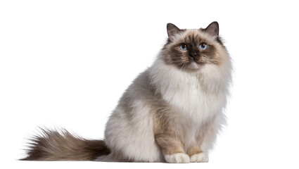 Isolated majestic Birman cat with fluffy fur and captivating blue eyes, sitting elegantly © Saoirse