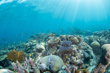 Vibrant Tropical Coral Reef With Colorful Fish and Sunbeams Underwater © Krzysztof Bargiel
