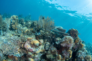 Paradise Coral Reef of Raja Ampat With Brilliant Colors, Sunlight and Tropical Fish © Krzysztof Bargiel