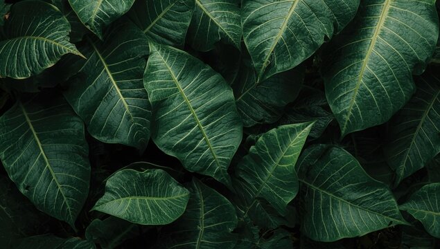 Green tropical leaves with textured patterns and veins