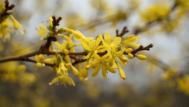 Yellow flowers blooming on a branch in spring