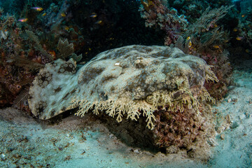 Wobbegong Shark (Carpet Shark Family) in Coral Reef Ecosystem of Raja Ampat © Krzysztof Bargiel