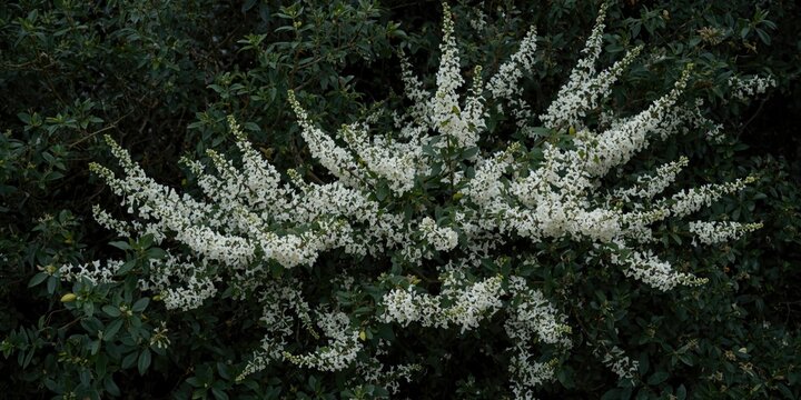 White blooms on Spiraea Snowmound shrub surrounded by dense green foliage