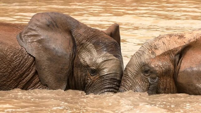 two big elephants fighting playful in water 698