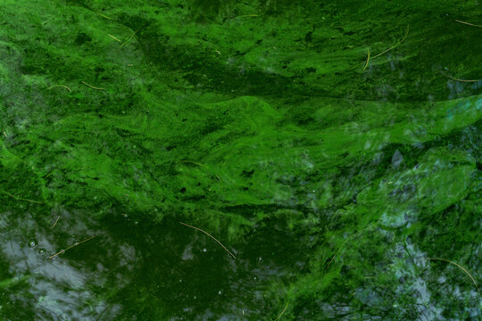 High angle view of green algae texture on a pond surface