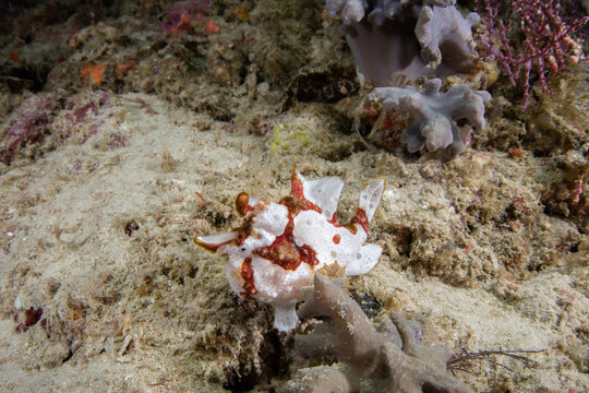 Warty frogfish hiding among coral reef details in Raja Ampat tropical waters Indonesia