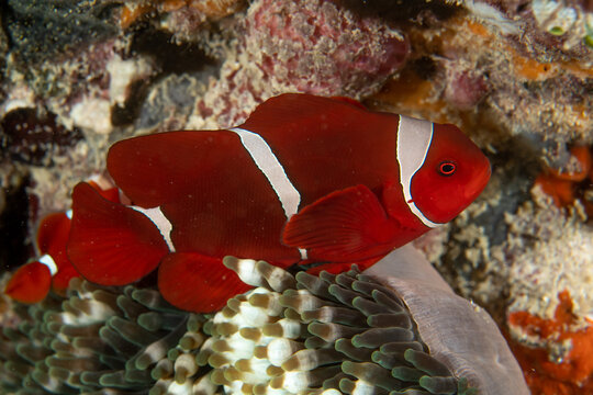 Maroon Clownfish (Premnas biaculeatus) Hiding Among Sea Anemone in Raja Ampat Indonesia