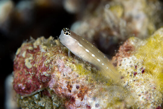 Schroeder's combtooth blenny (Ecsenius schroederi) resting on rock in Raja Ampat