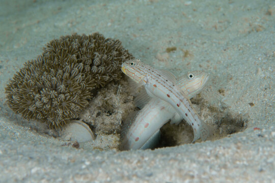 White-headed sleeper gobies emerging from sandy seabed on Raja Ampat coral reef Indonesia