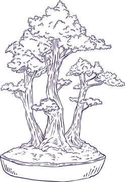 Hand drawn vector sketch of multi-trunk forest style Japanese bonsai tree in pot. Oriental line art illustration of miniature trees composition, isolated on white.