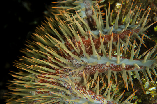 Macro close up of crown-of-thorns starfish (Acanthaster planci) spines in Raja Ampat