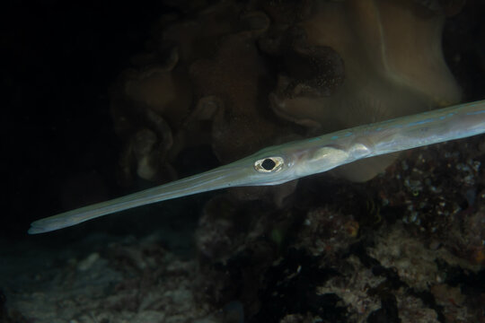 Macro close up of cornetfish eye and face in Raja Ampat tropical waters Indonesia