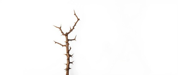 Fototapeta premium white grainy background featuring an isolated thorny branch and copy space
