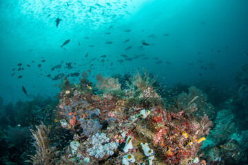 Vibrant coral reef scene with dense fish schools swimming above tropical waters of Raja Ampat Indonesia © Krzysztof Bargiel