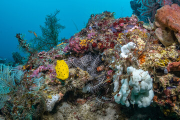 Naklejka premium Juvenile Yellow Boxfish Over Colorful Coral Reef, Raja Ampat