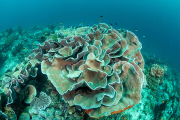 Top view of lettuce coral reef with colorful fish in Raja Ampat © Krzysztof Bargiel