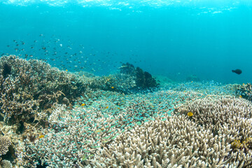 Staghorn coral field with thousands of reef fish in Raja Ampat © Krzysztof Bargiel