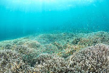 Staghorn Coral Reef With Thousands of Fish in Raja Ampat Indonesia © Krzysztof Bargiel