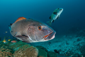Giant, Oriental and Harlequin Sweetlips Above Coral Reef, Raja Ampat © Krzysztof Bargiel