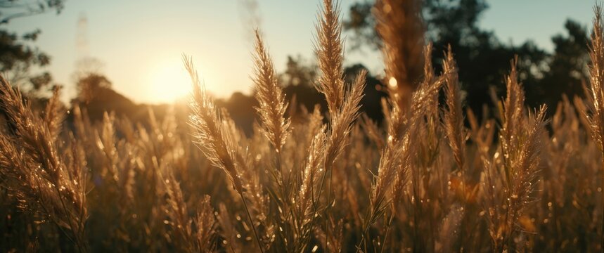 Warm summer afternoon radiating positive vibes