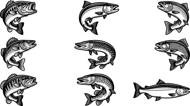 Vintage style bass trout and salmon fish engraving illustrations collection isolated on a solid white background vector