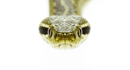 Naklejka premium Close up portrait of a calm grass snake on white background