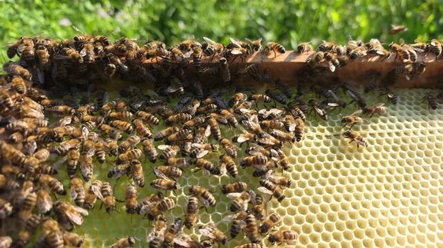 Bees in evening rays of sun.
Video for relaxation. Warm tones and slow strokes of the wings of insects act soothingly.
