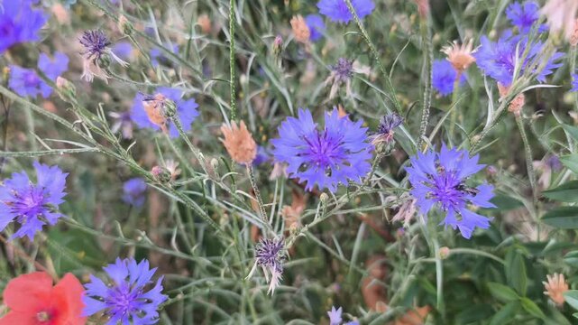 Blue cornflowers and red poppy swaying in a summer meadow. Close-up of vibrant wildflowers in a field. Nature and biodiversity concept