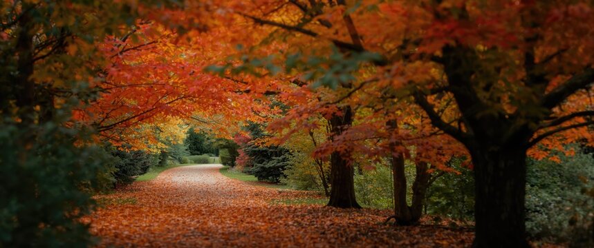 Colorful maple trees framing a tranquil garden path in fall
