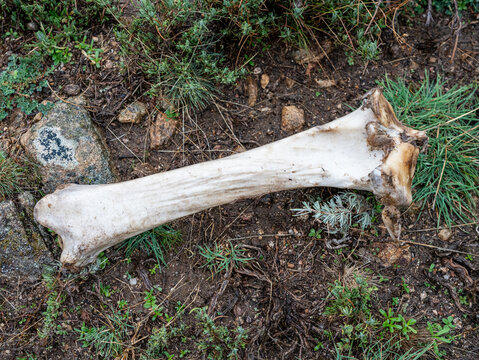 Top-down view of a large, sun-bleached cow leg bone resting on dry, rocky earth among green wild grass and small shrubs, showcasing natural weathering and animal remains.