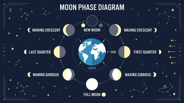Moon Phase Diagram, Lunar Cycle Illustration, Astronomy Educational Chart, Space Science Infographic isolated on White Background flat vector