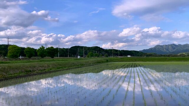4K Timelapse: Clouds Reflected on Rice Field (Zoom In) | No Audio