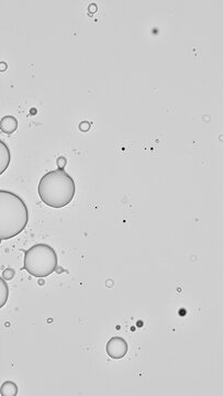 Microscopic View of Milk Emulsion
