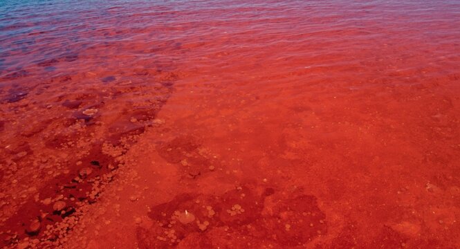 Red tide phenomenon triggered by dinoflagellate algal bloom in coastal waters