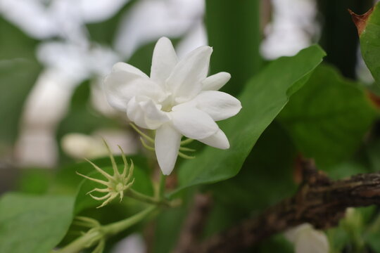 Arabian jasmine