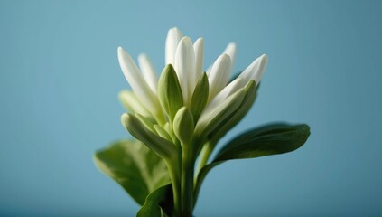 Obraz premium White flowers with green leaves against a blue background