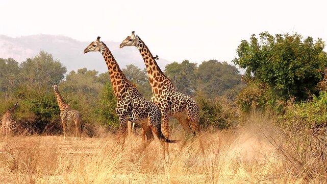 two Masai giraffe, Giraffa camelopardalis tippelskirchi, fighting and walking close together 176
