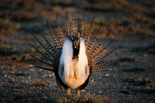 Greater Sage-grouse Sunrise