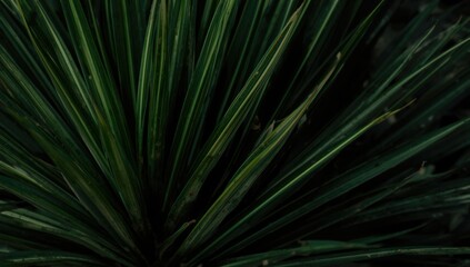 Fototapeta premium Close-up of green plant leaves with sharp edges