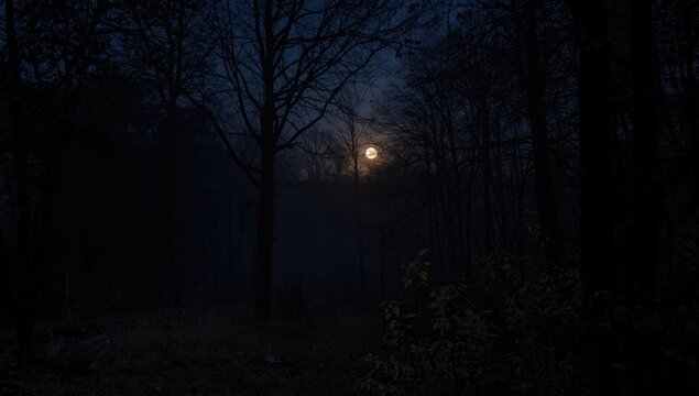 Full moon shining through dark trees in forest at night
