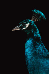 Indian peacock (Pavo cristatus) portrait with iridescent blue feathers on black background © IrynaRybchenko