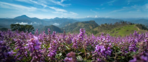 Fototapeta premium Scenic transformation by Neelakurinji flowers blooming once each twelve years