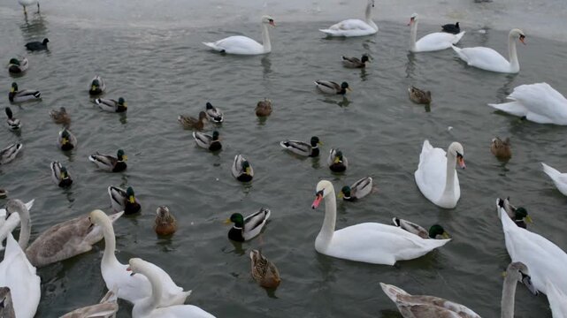 A girl feeds duck swans on the Vistula river near Wawel in Krakow, Poland.