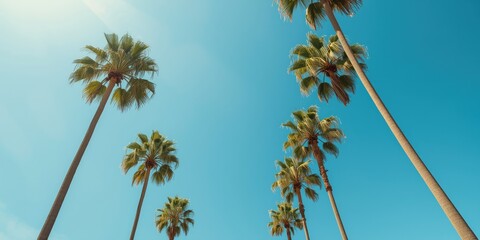 Fototapeta premium Tall palm trees against a clear blue sky