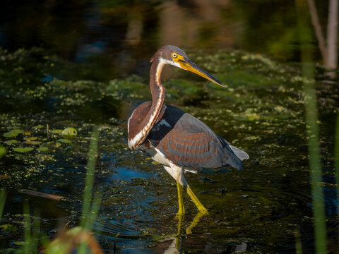Tricolored heron standing in the marshes