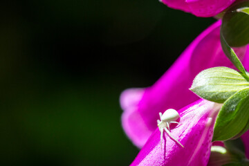 White crab spider Misumena vatia resting on foxglove flower © Barosanu